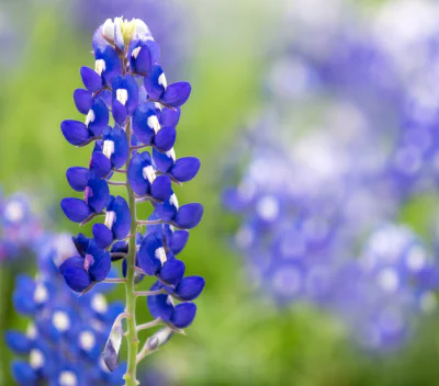 Tapatio in Bloom – Stay 3+ Nights & Save up to 20%!